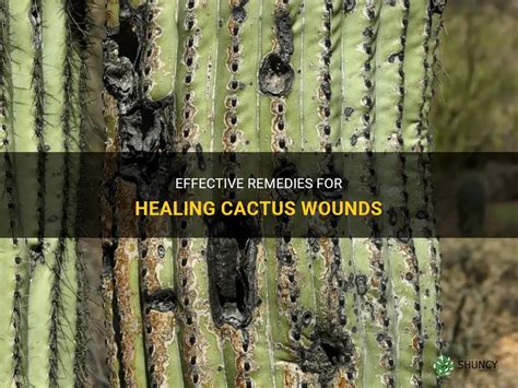 Effective Remedies For Healing Cactus Wounds Shuncy