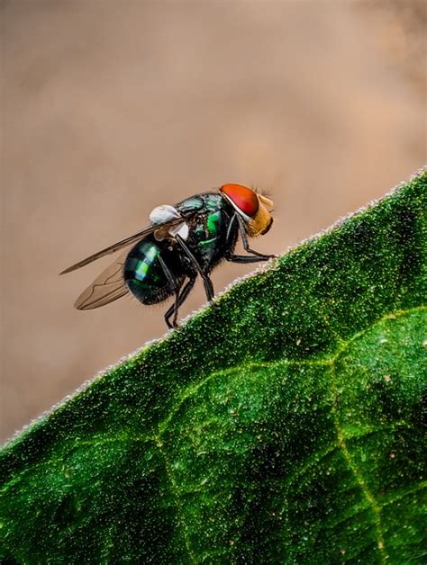 Blue Bottle Fly Insects Free Photo On Pixabay Pixabay