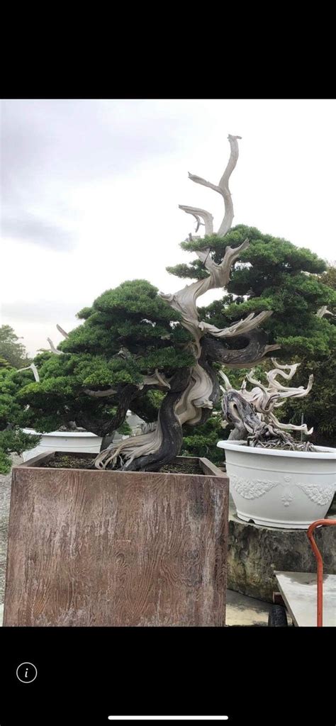 Pin By Bagus Wijaya On Bonsai Insp Bonsai Insp