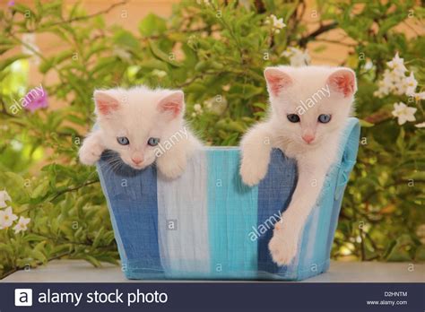 Domestic Cat Two White Kittens 43 Days Old In A Blue Basket With A