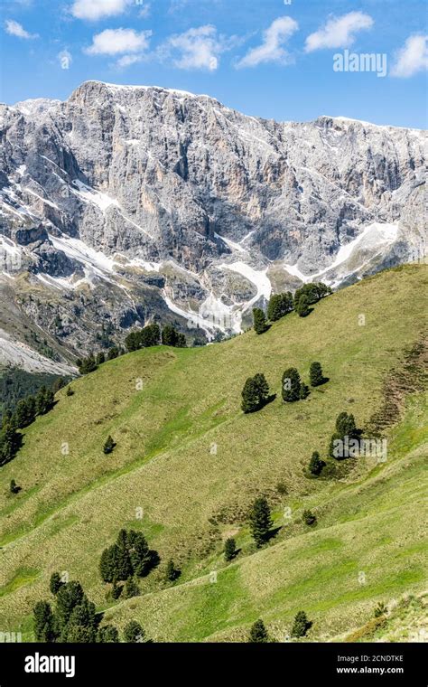 Sparse Trees Of Swiss Stone Pine Pinus Cembra Of Green Woodland