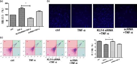 Effect Of Klf Silencing On Proliferation And Apoptosis In Rasfs