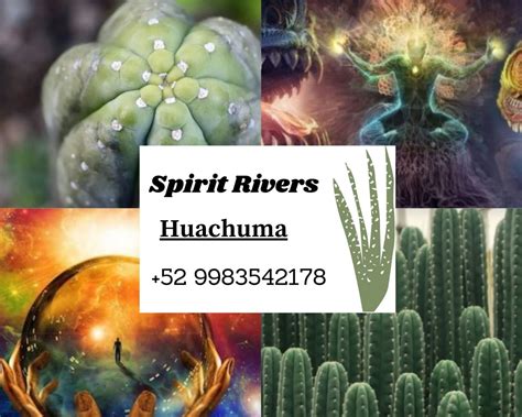 Spirit Rivers — San Pedro Cactus Ayahuasca Peyote Buffo