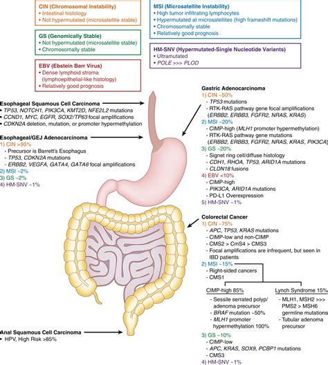 Molecular Diagnostics of Tubal Gut Neoplasms - Clinical Tree