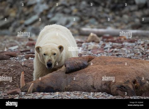 Polar bear walrus hi-res stock photography and images - Alamy