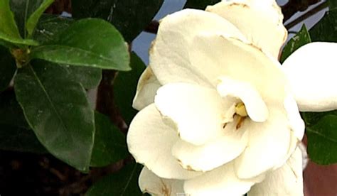 Fertilizing Gardenias How To Fuel Gardenia Growth