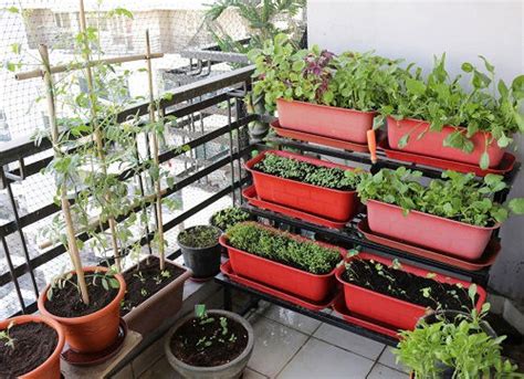 How to Start A Balcony Vegetable Garden | Growing Vegetables In Balcony