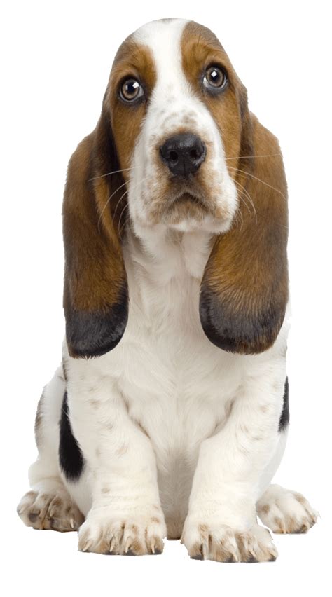 Dog Png Transparent Background Transparent Dog Transparent Background