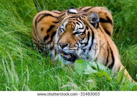 Tiger Grass Stock Photo 31483003 - Shutterstock