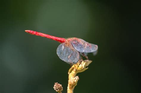 Capung Merah Foto Stok - Unduh Gambar Sekarang - Amerika Latin, Amerika Selatan, Capung - iStock