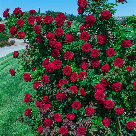 Lady In Red Climbing Rose Ray Wiegands Nursery And Garden Center