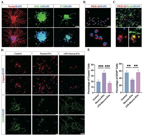 Effect Of Evs Released From Non Stimulated Or Lps Stimulated Neurons On