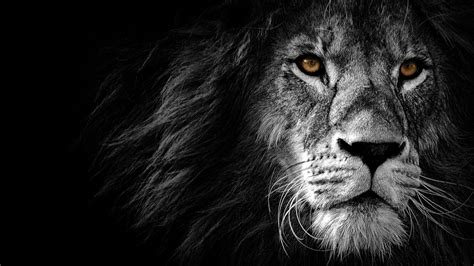 Lion Wallpaper 4K, AMOLED, Wild, African, Predator