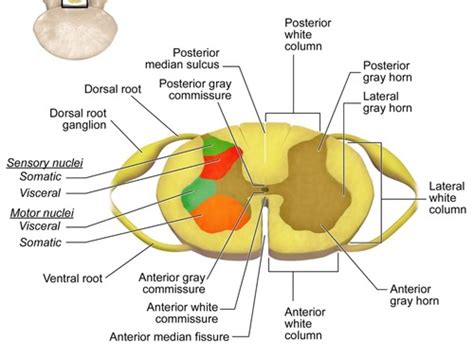 Neuroscience Chapter 13 Spinal Region Flashcards Quizlet