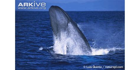 Very rare photo of a Blue Whale breaching, by Luis Quinta : r/Bluewhales