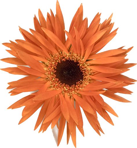 Flores Germini Stardust Flors Noè