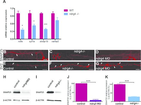 Ndrg Function Is Required For The Expression Of Several Genes That Are