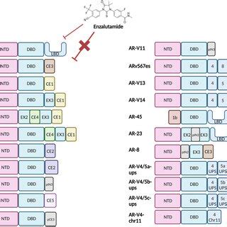 Structural representation of the Androgen Receptor and Androgen ...