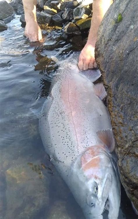 Gigantic Rainbow Trout Caught In Thermalito Diversion Pool Below