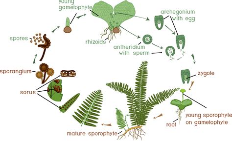 REPRODUCTION IN PRIMITIVE PLANTS - Plant Specialists