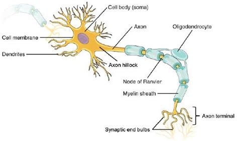 Neuron Labeled And Functions