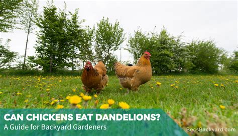 Can Chickens Eat Dandelions A Guide For Backyard Gardeners Becs Backyard