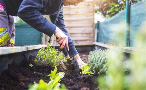 Capital Sur Tierra De Sue Os Consejos Para Plantar Un Huerto En Casa