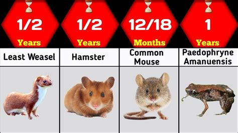 Animal Shortest Lifespan Comparison Shortest Animal Lifespan In The