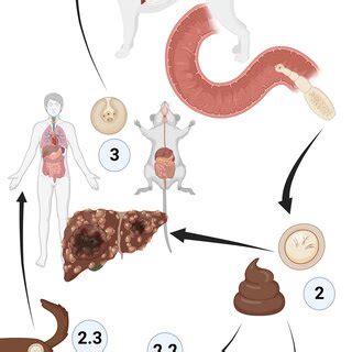 Life cycle of Echinococcus multilocularis. (1) Adults develop in ...