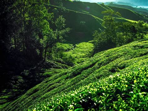 Ceylon tea plantation Stock Photos, Royalty Free Ceylon tea plantation ...