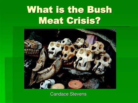 Ppt What Is The Bush Meat Crisis Powerpoint Presentation Free