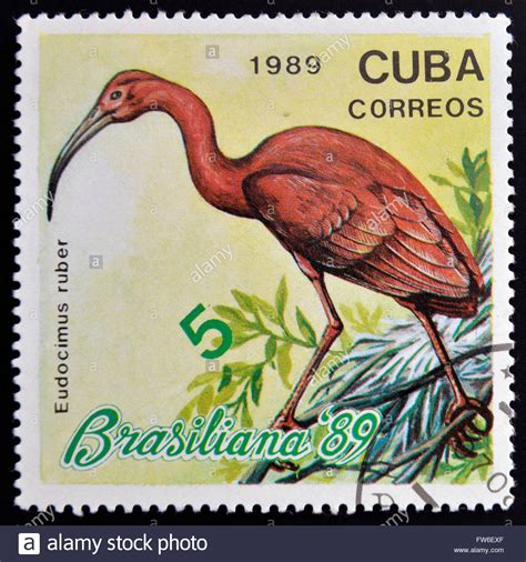 Cuba Stamp Circa Bird Hi Res Stock Photography And Images Alamy