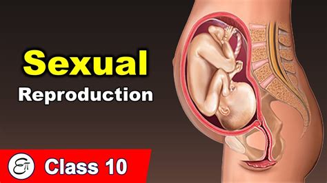 Sexual Reproduction In Human Beings In Hindi For Class 10 Youtube