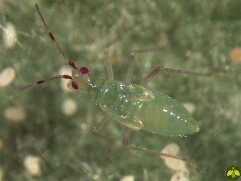 Dicyphus Hesperus Alchetron The Free Social Encyclopedia