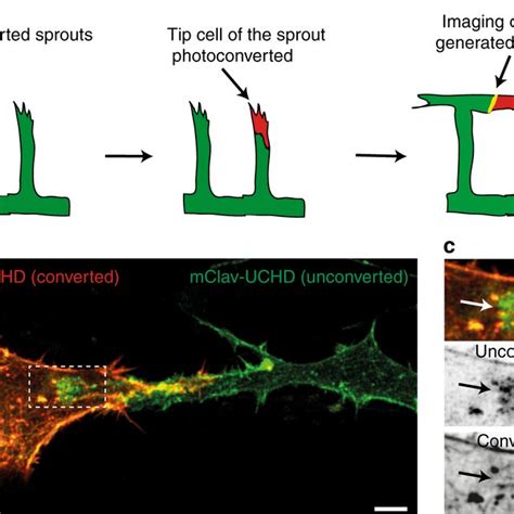 Active Ve Cad And F Actin Behavior Of Junction Based Lamellipodia A B