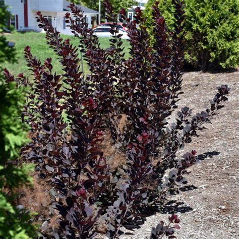 Winecraft Black Smokebush Indy Plants