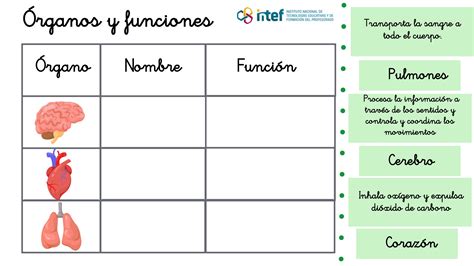 Los órganos y sus funciones Nuestro cuerpo funciona