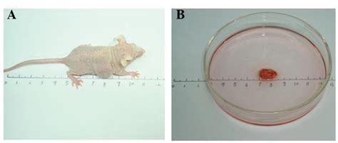 Balb C Nude Mouse Tumor Model Of Cne A A Mouse With Cne Tumor Was