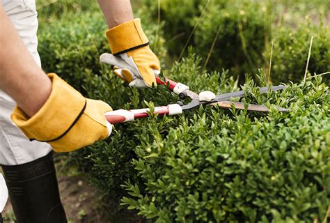 Hedge trimming - salodental