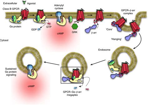 Schematic Illustration Of The Mechanism Of Sustained Signaling Through