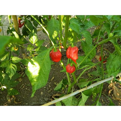 Naga Viper Chilli Seeds For Sale Naga Viper Pepper Seeds For Sale