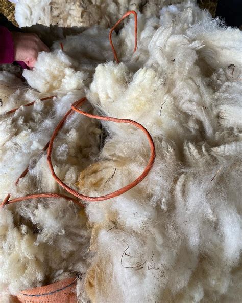 Collecting Waste Wool — Where The Light Gets In