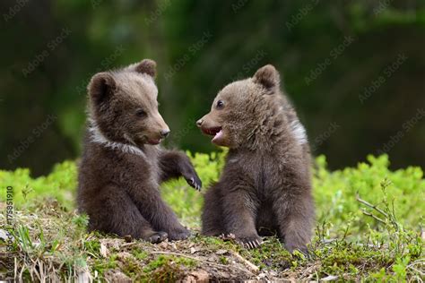 Brown bear cub Stock Photo | Adobe Stock