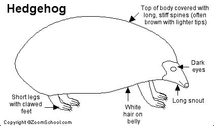 hedgehog printout enchantedlearningcom
