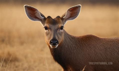 Sambar Symbolism and Meaning - Your Spirit Animal