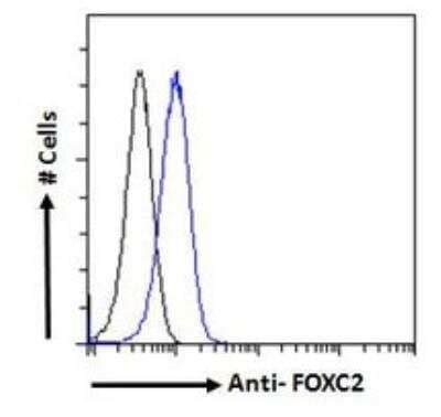 Afap L Antibody Nbp Novus Biologicals