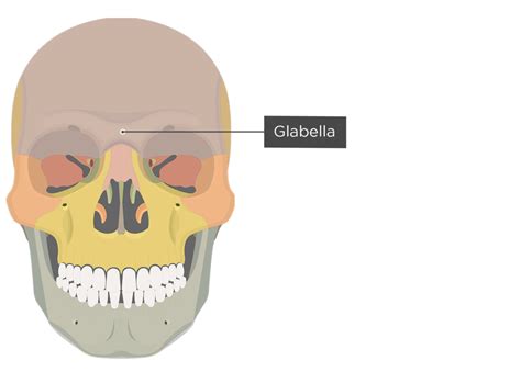 Frontal Bone Anatomy Getbodysmart