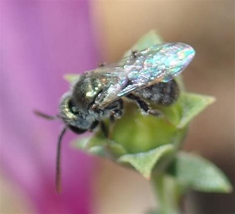 Metallic Bee Lasioglossum BugGuide Net