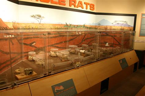 Seattle Pacific Science Center Naked Mole Rat Colonies Flickr