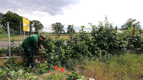 URGENT Help In CLEAN UP The Yard Of The Company OVERGROWN With Weeds